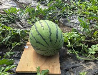 微信图片_2025-08-11_123619_780